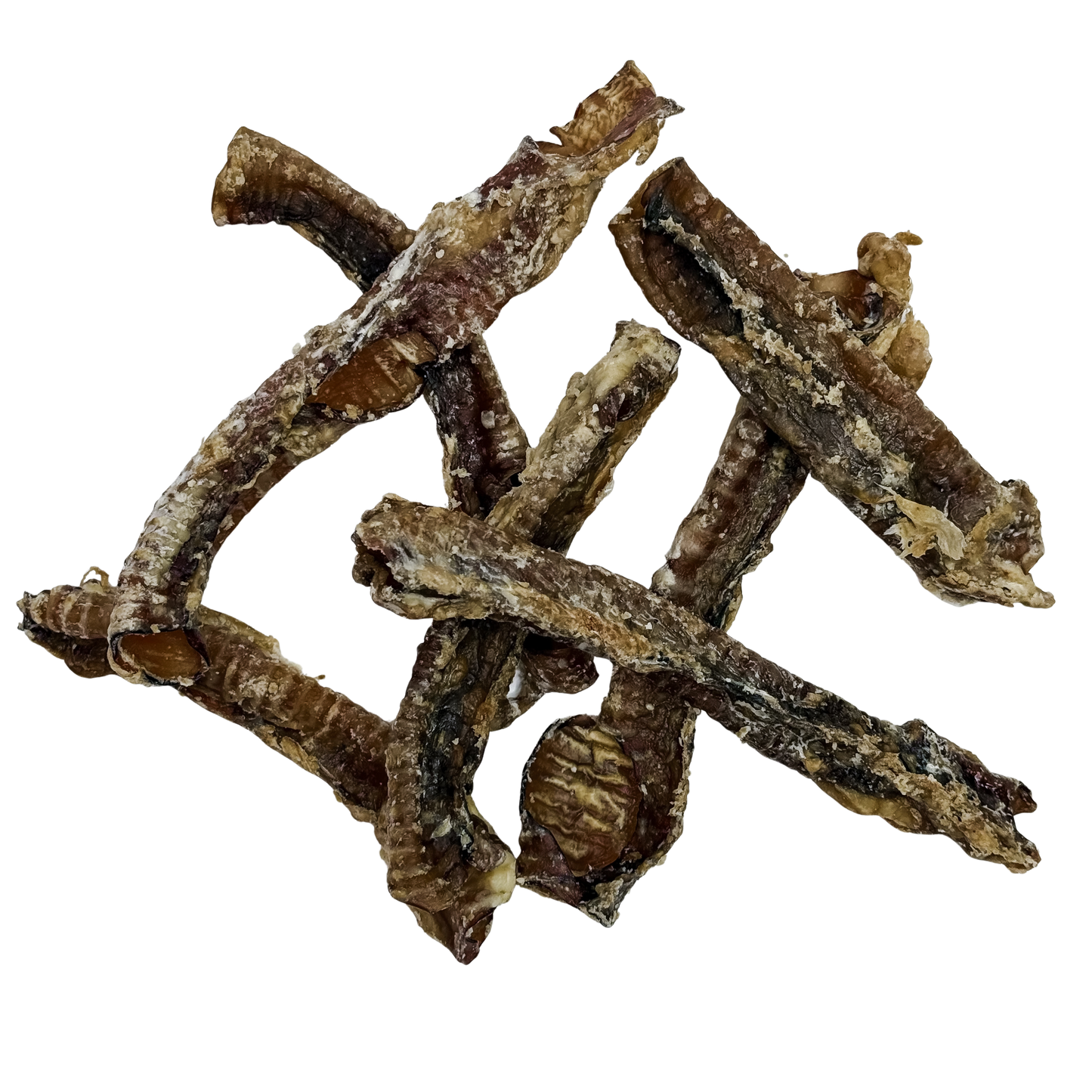 π Sheep Trachea π¦πΊ