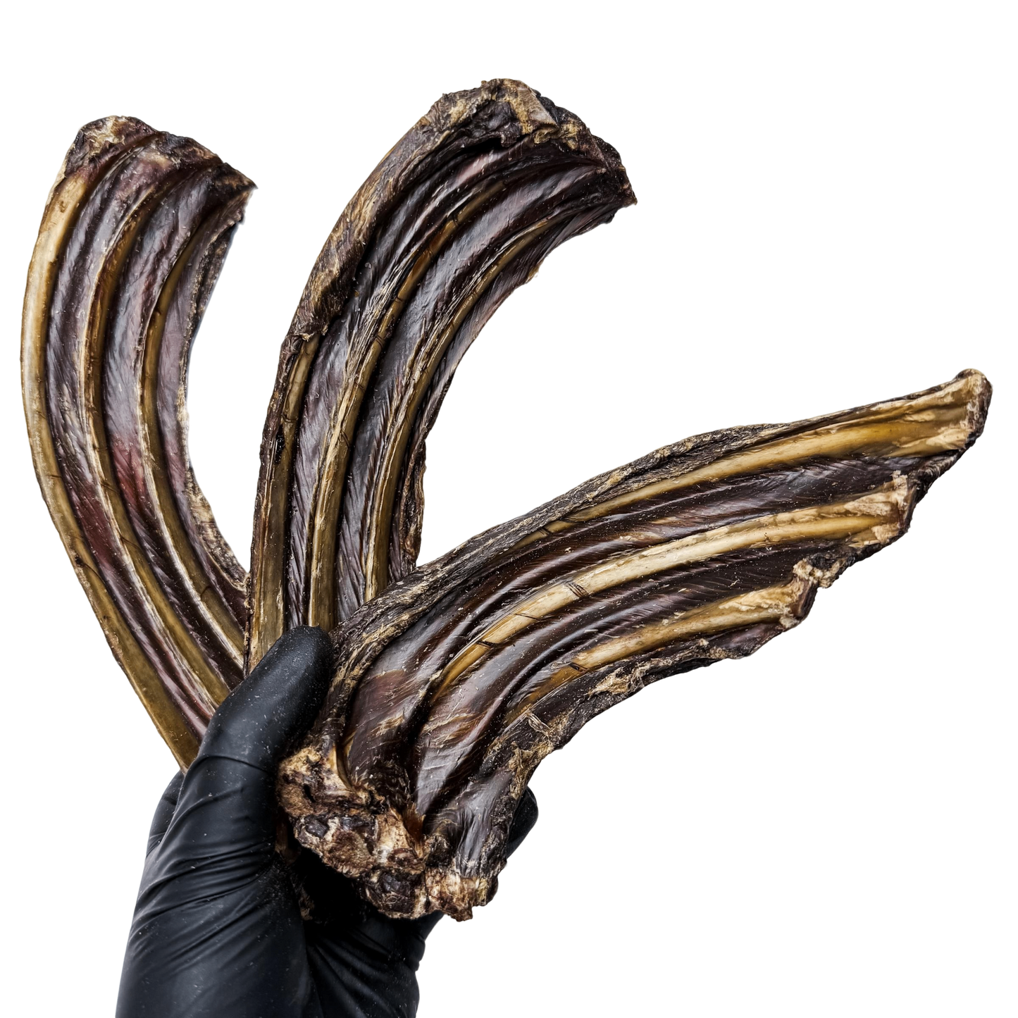 ๐ฆ Roo Riblets ๐ฆ๐บ