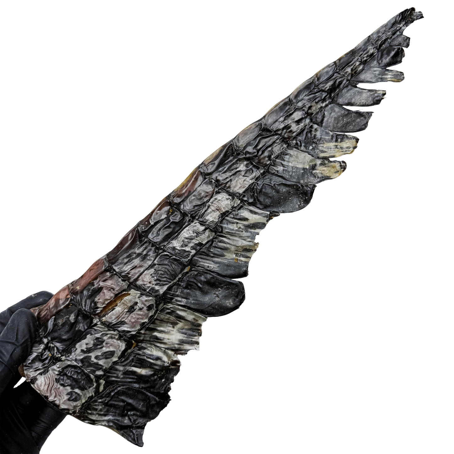 π Crocodile Tail (Extra Large) π¦πΊ