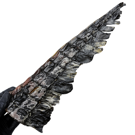 🐊 Crocodile Tail (Now 2 Sizes!) 🇦🇺