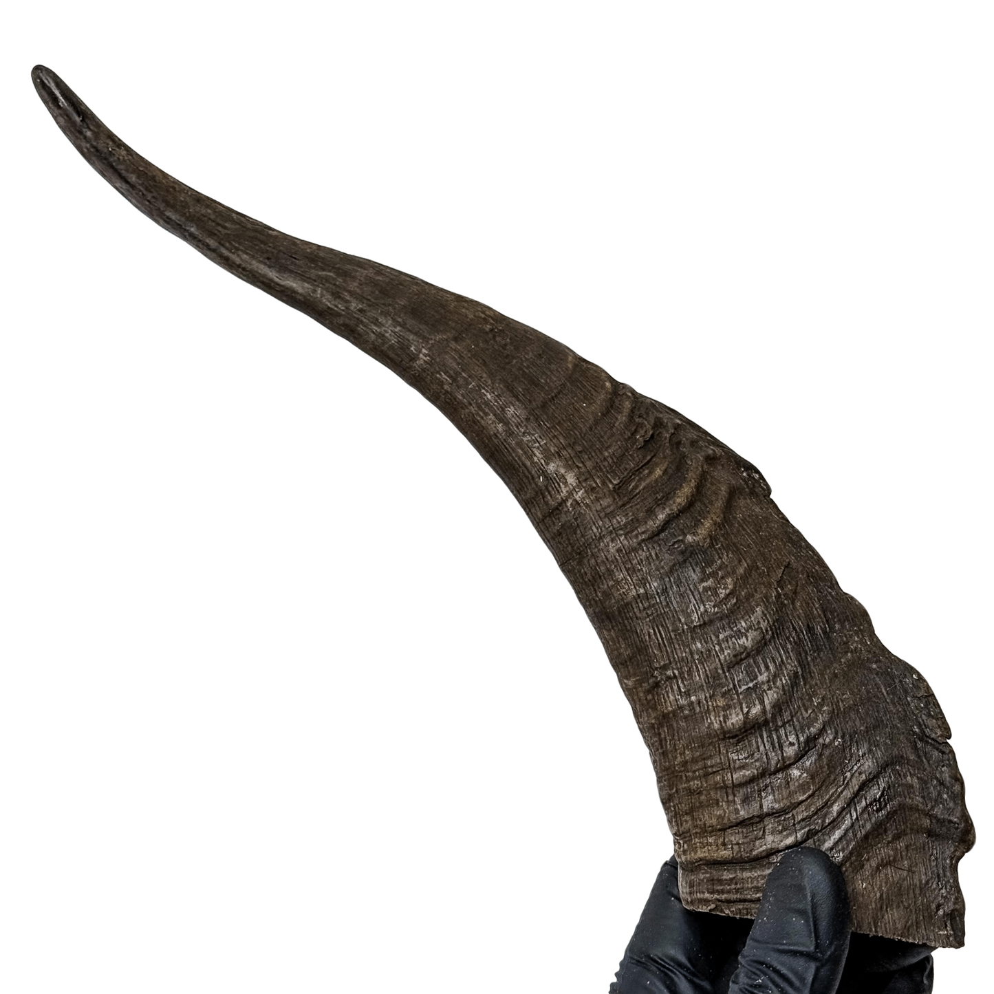 π Goat Horn With Marrow (Extra Large) π¦πΊ
