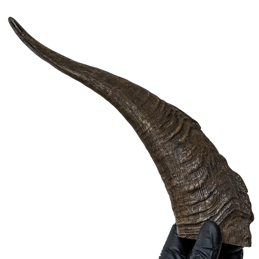 π Goat Horn With Marrow (Extra Large) π¦πΊ