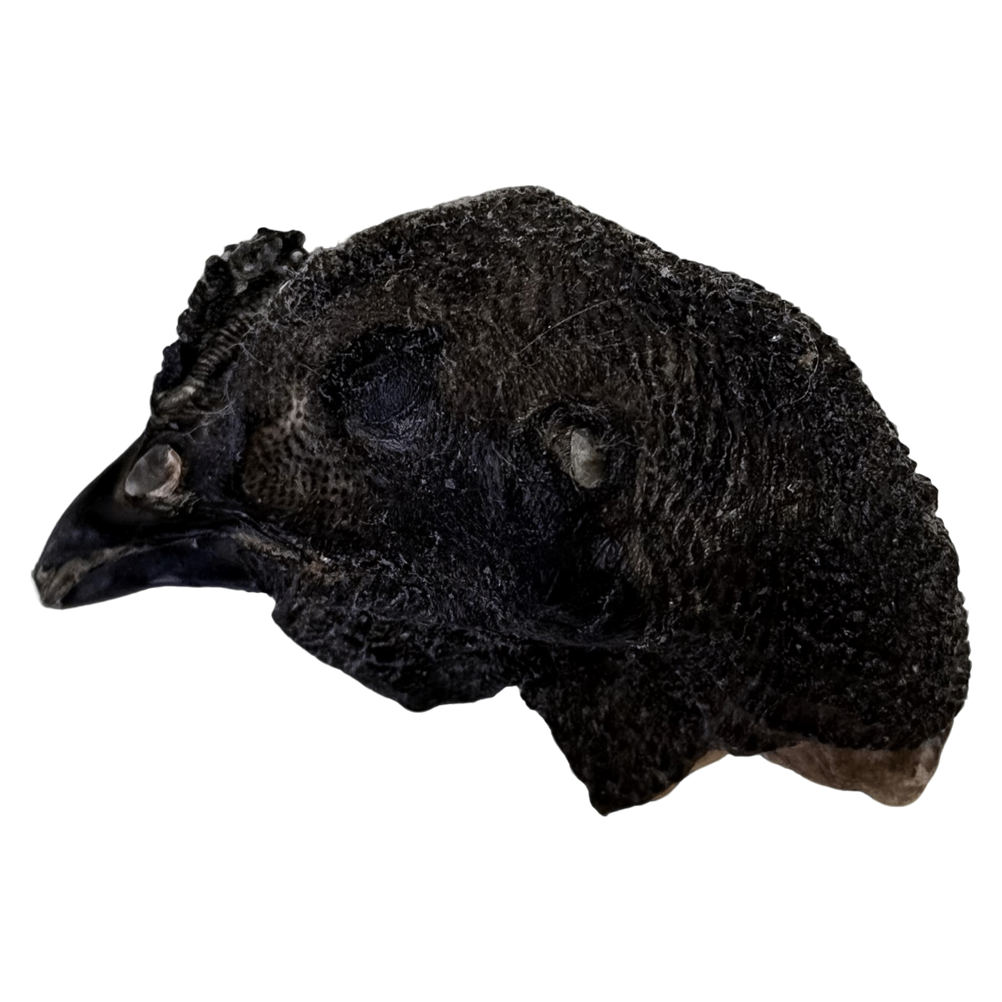 π Limited Stock: Freeze Dried Silkie Chicken Head π€
