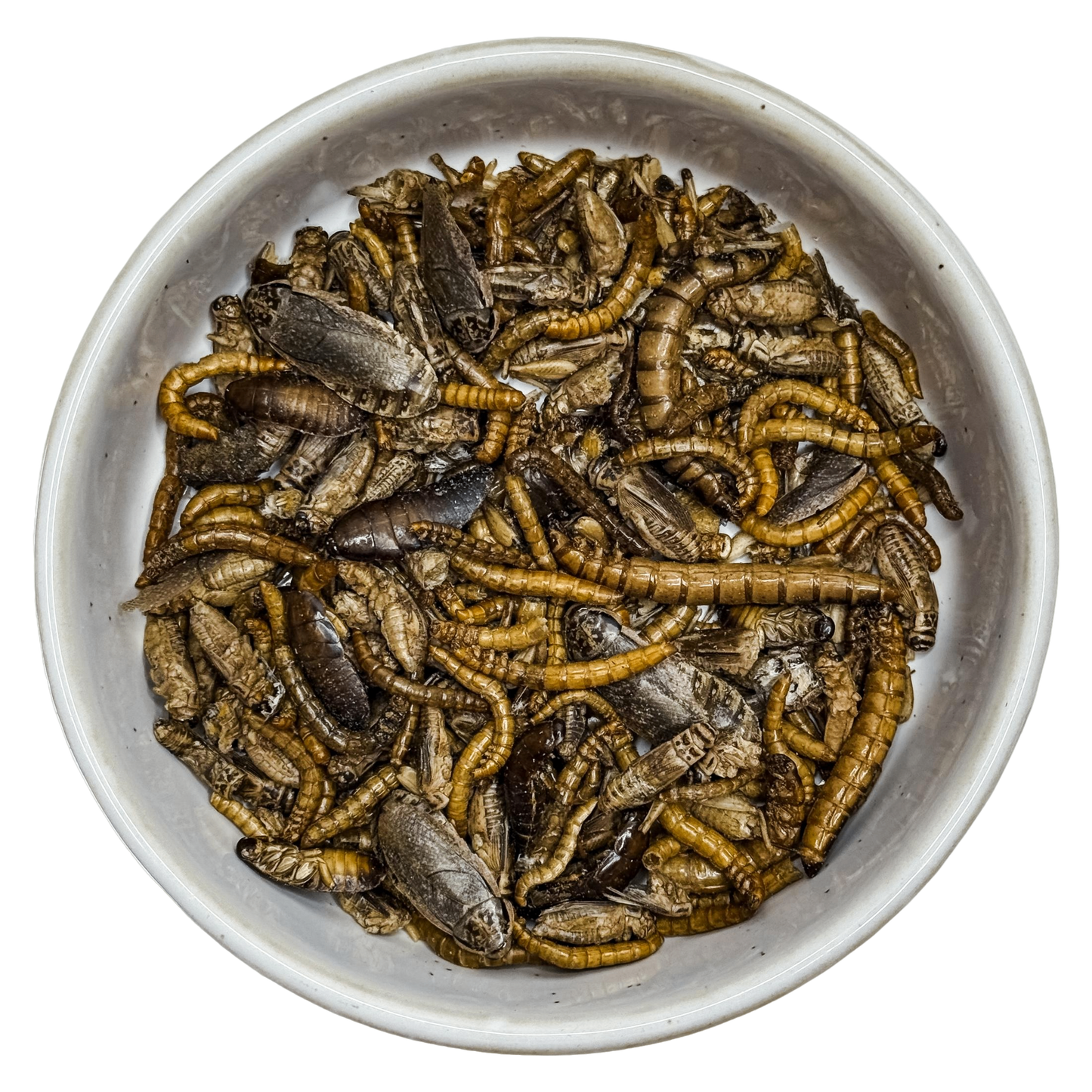 🎃 Freeze Dried 'Creepy Crawlies' 🕷