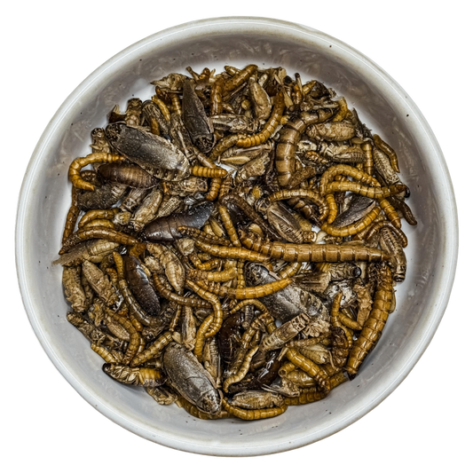 π Freeze Dried 'Creepy Crawlies' π·