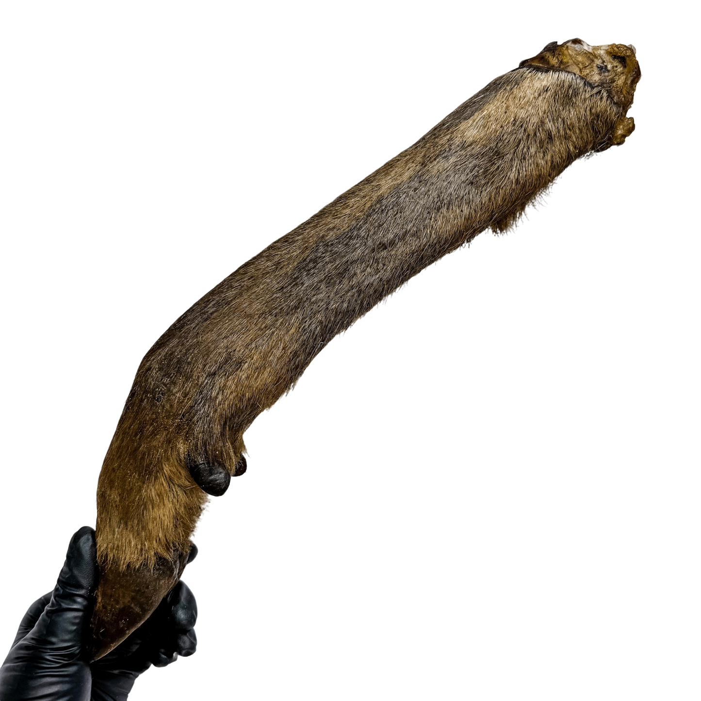 π¦ Wild Deer Legs π¦πΊ