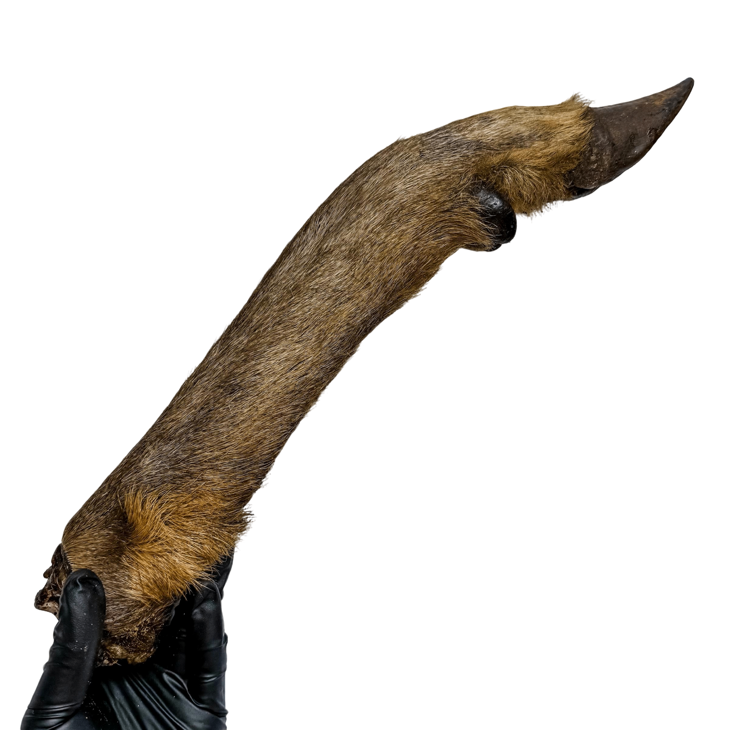 π¦ Wild Deer Legs π¦πΊ