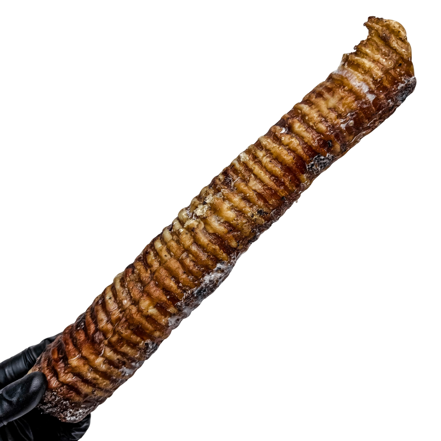 π Whole Beef Trachea Tubes π¦πΊ