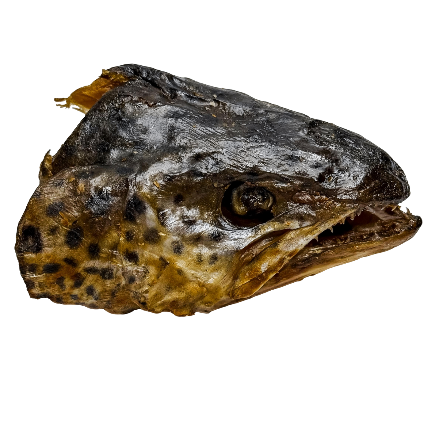 ๐ Atlantic Salmon Heads ๐ฆ๐บ