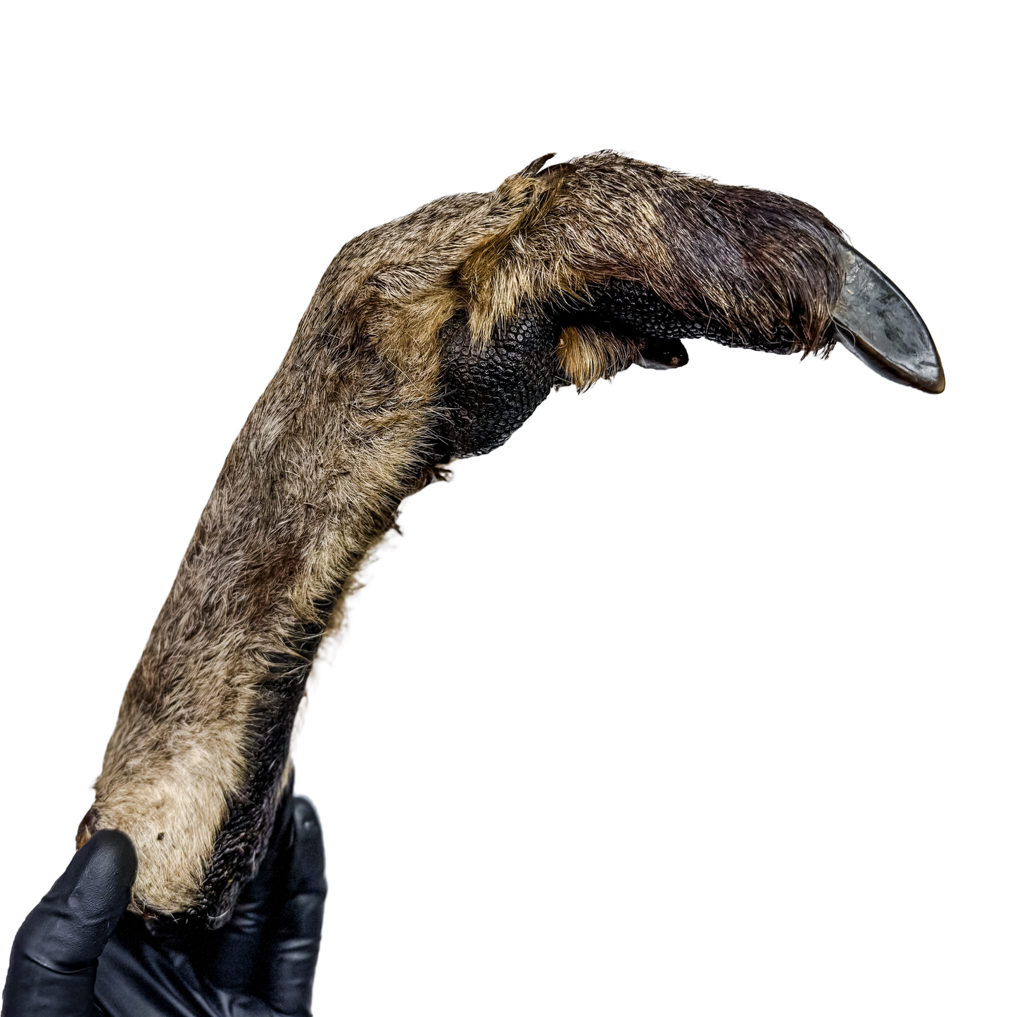 ๐ฆ Roo Legs ๐ฆ๐บ