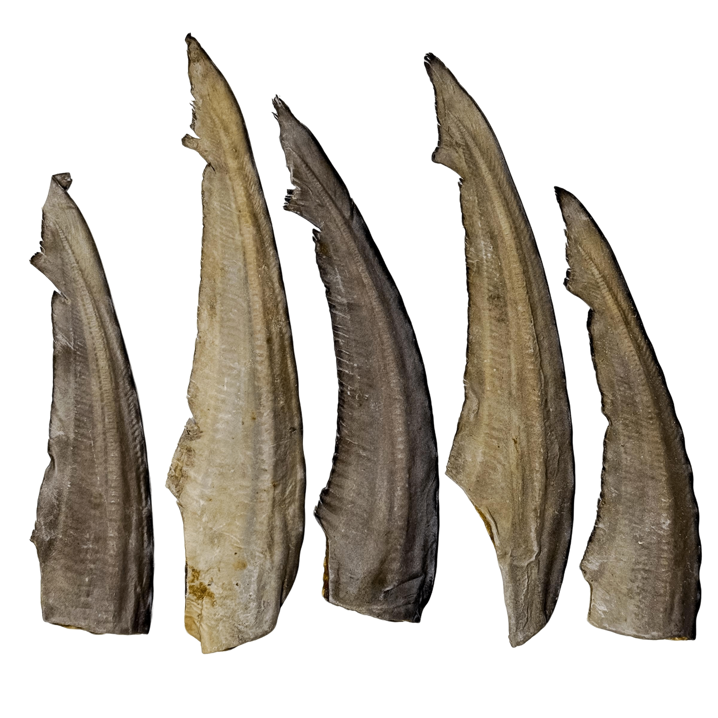 π¦ Shark Tail π¦πΊ