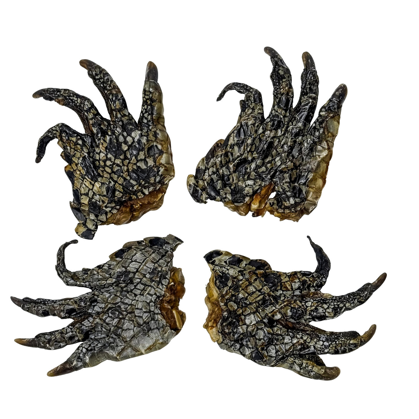 π Crocodile Foot π¦πΊ