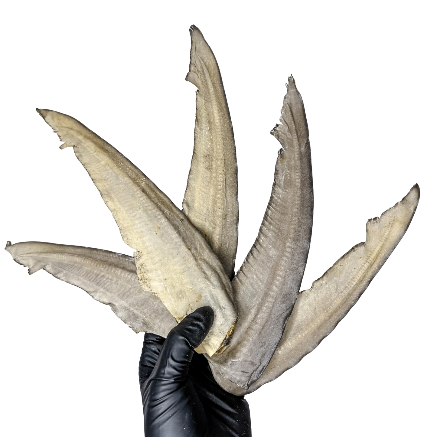 π¦ Shark Tail π¦πΊ