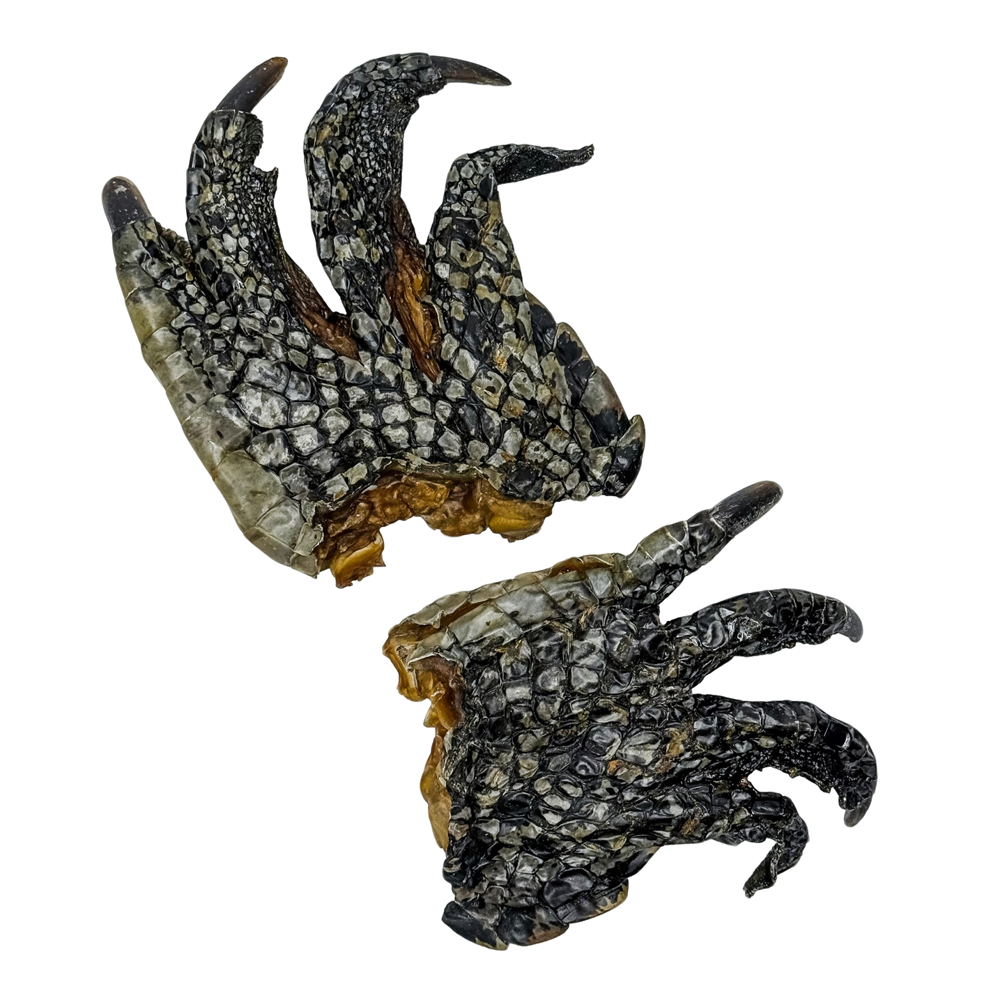 π Crocodile Foot π¦πΊ
