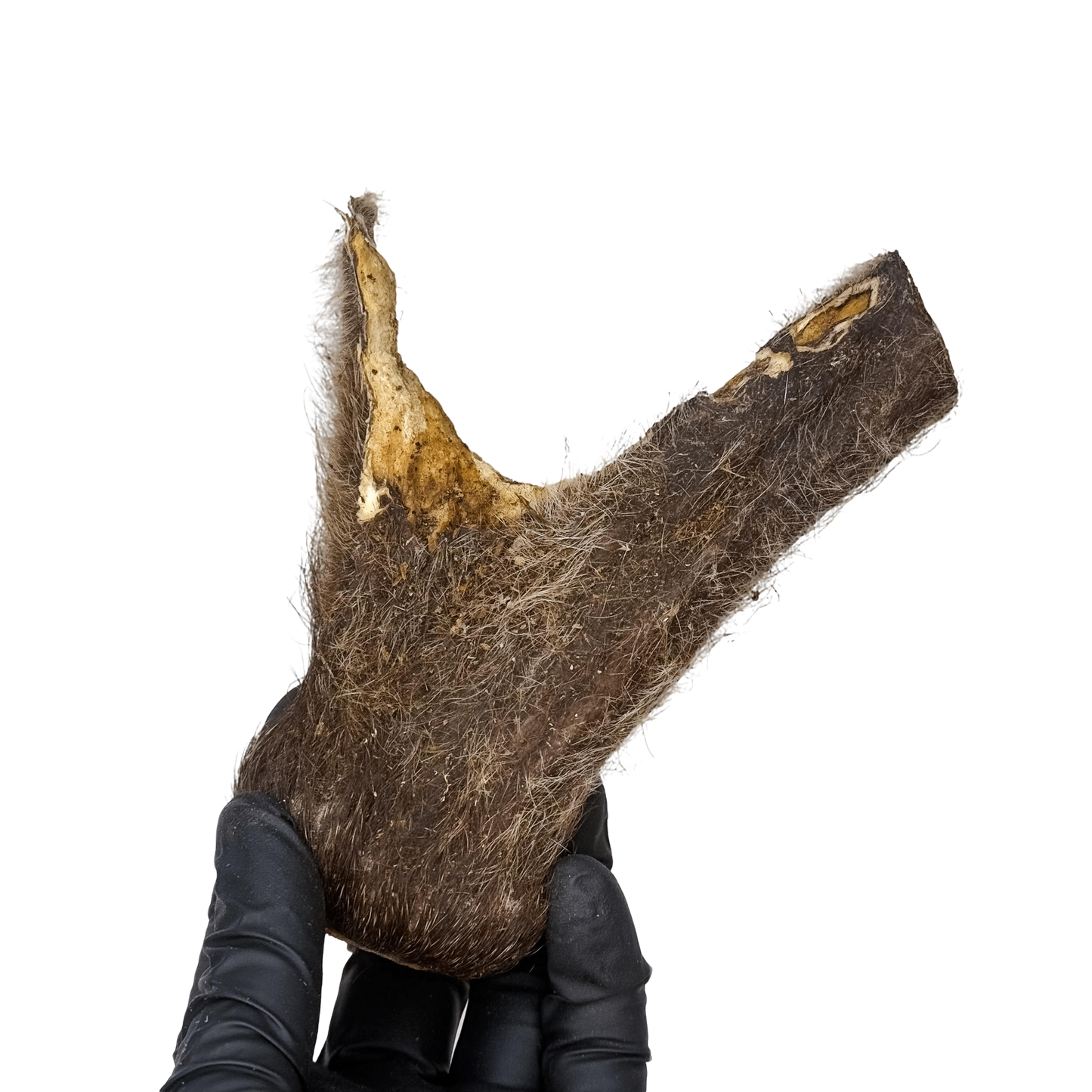 π¦ Deer Velvety Antler π¦πΊ