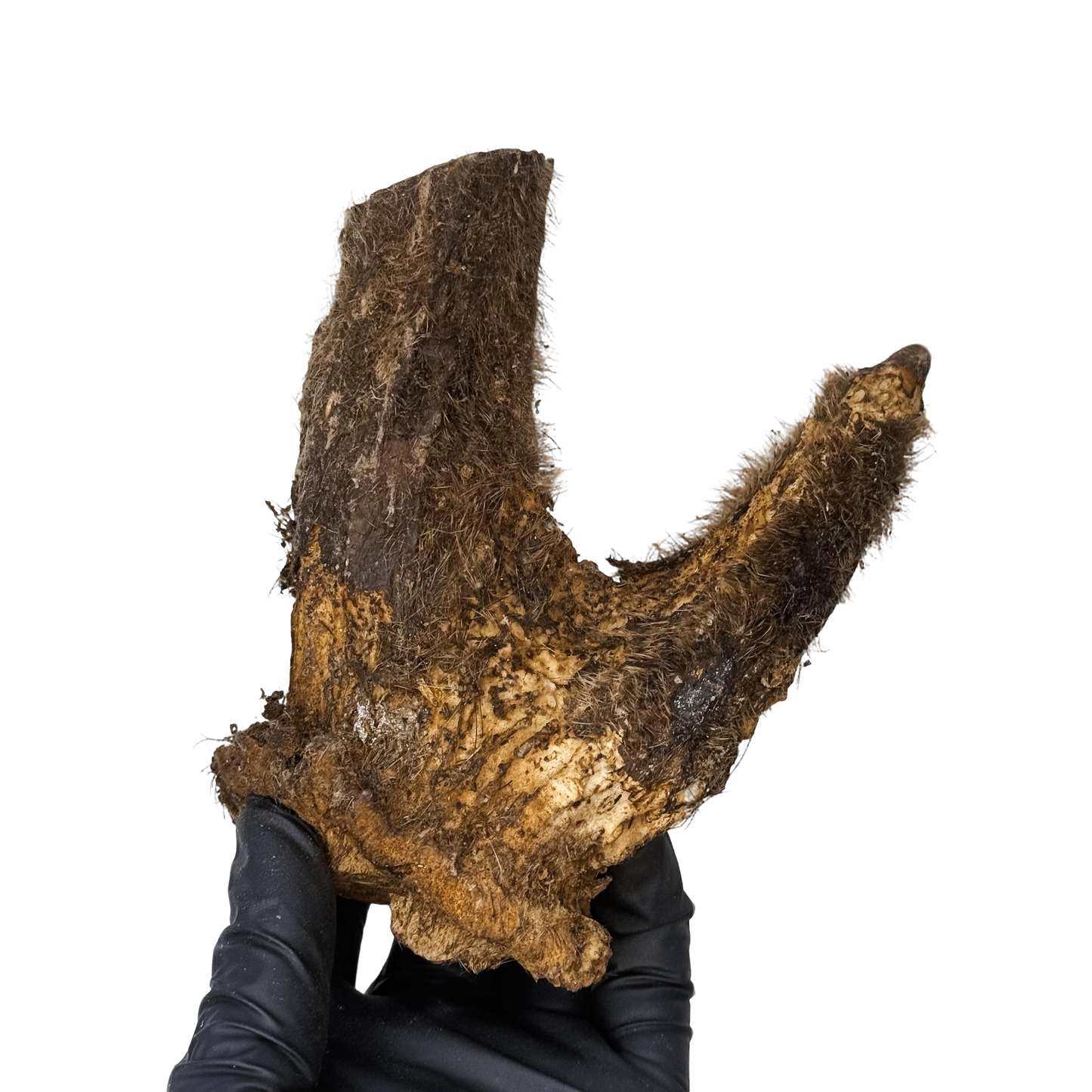 π¦ Deer Velvety Antler π¦πΊ