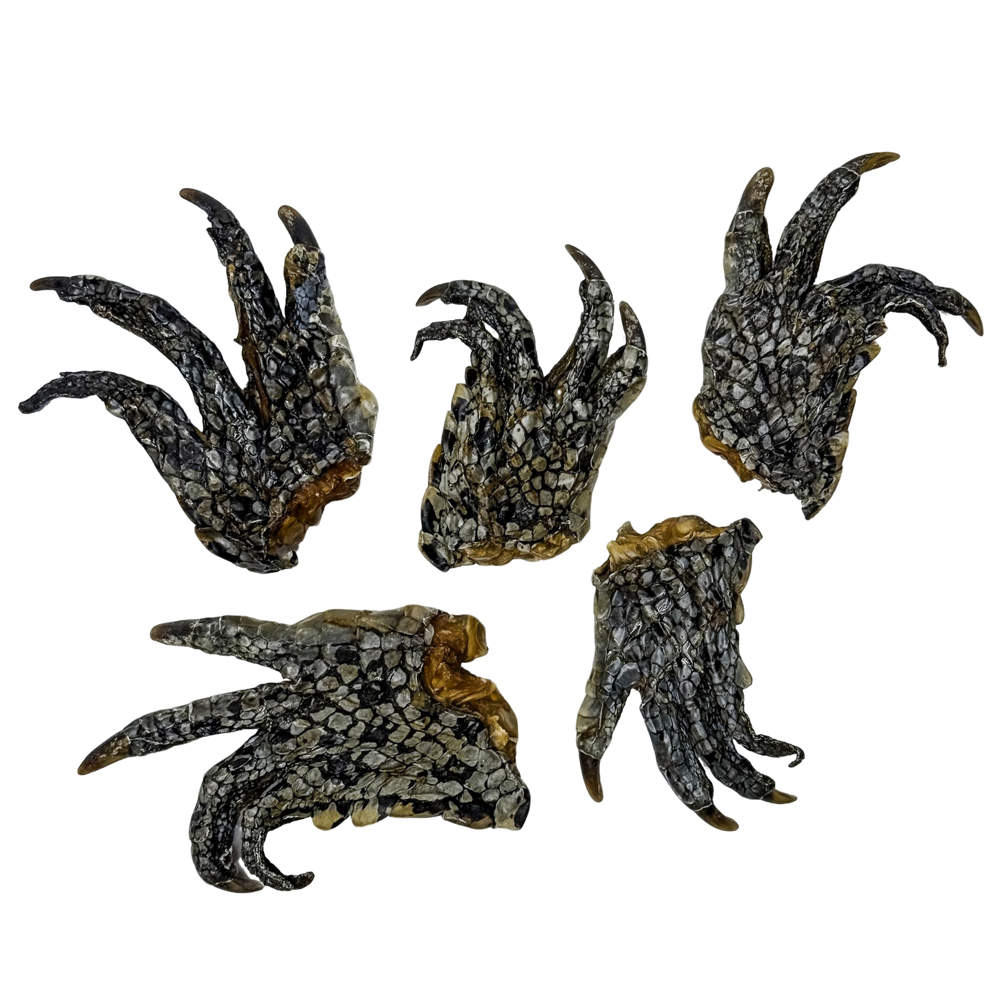 π Crocodile Foot π¦πΊ