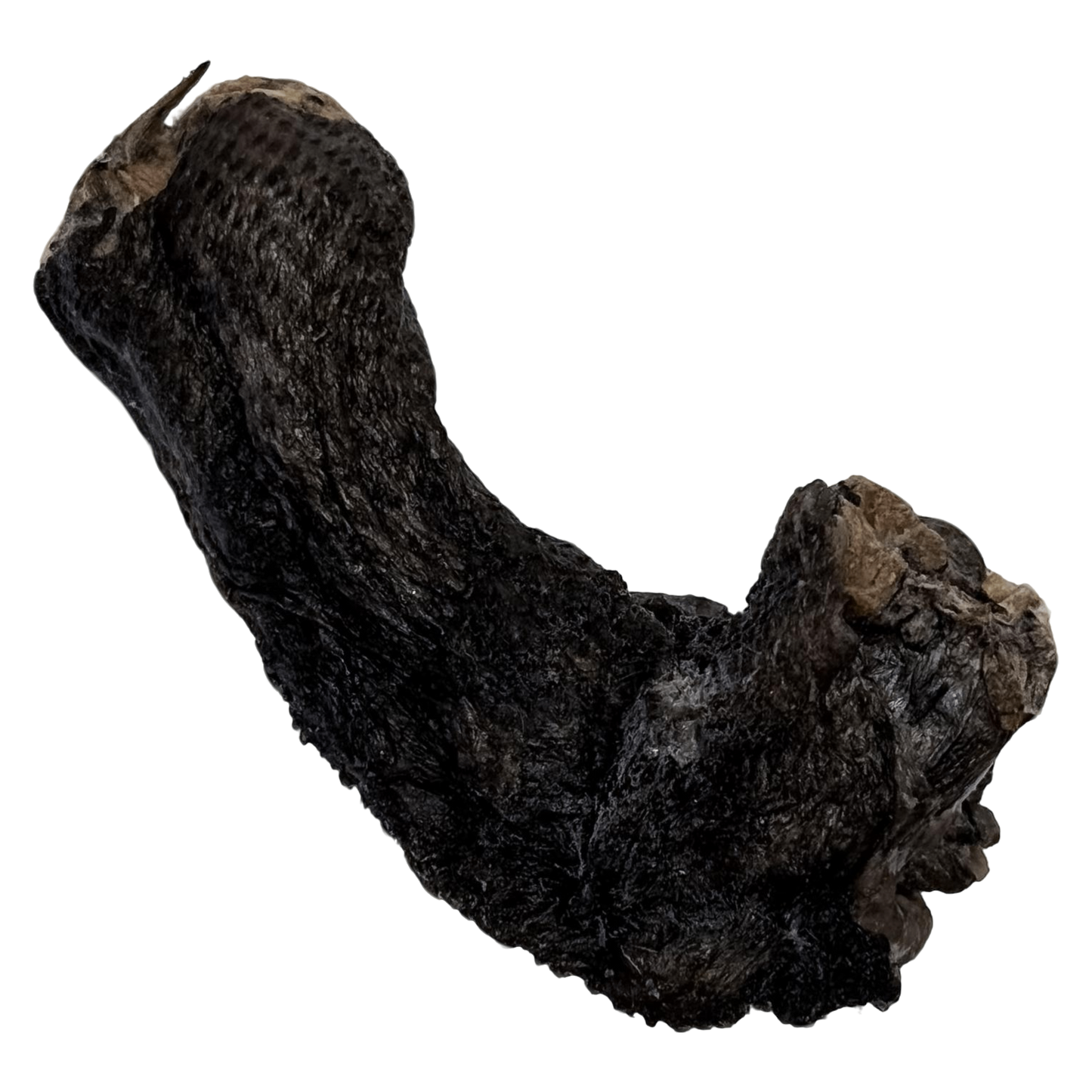 🎃 Limited Stock: Freeze Dried Silkie Chicken Neck 🖤