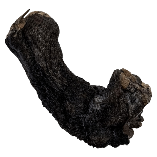 🎃 Limited Stock: Freeze Dried Silkie Chicken Neck 🖤