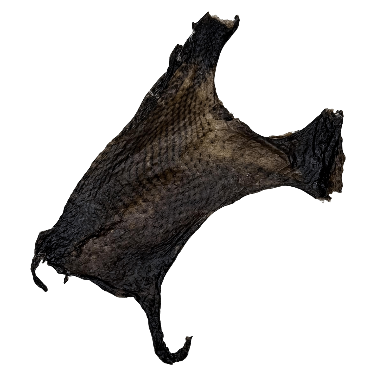 🎃 Limited Stock: Air Dried Silkie Chicken Flayed Skin 🖤