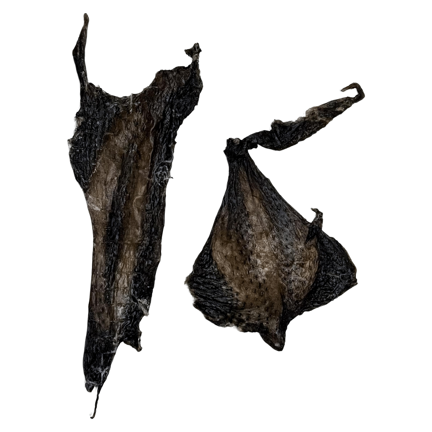 🎃 Limited Stock: Air Dried Silkie Chicken Flayed Skin 🖤