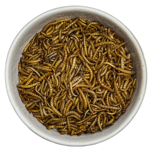 🎃 Freeze Dried Mealworms 🐛