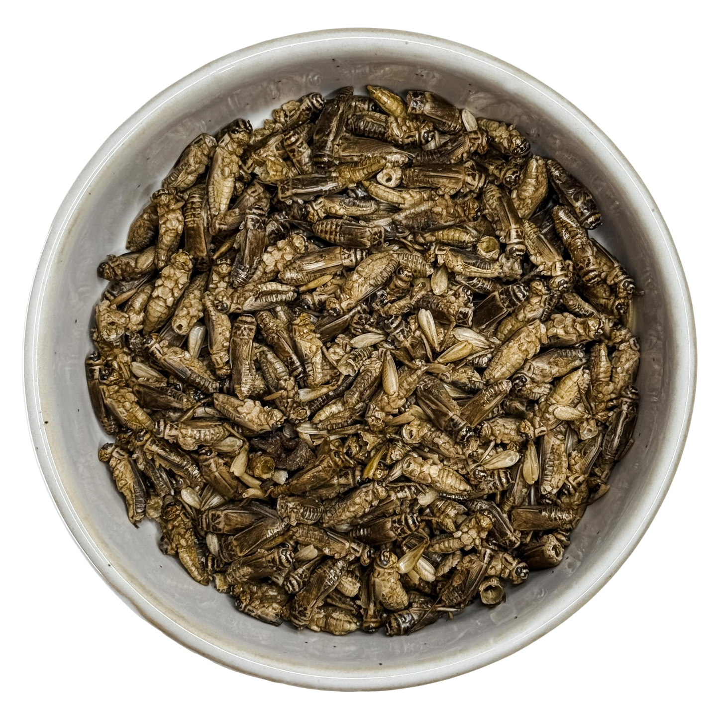 🎃 Freeze Dried Crickets 🦗