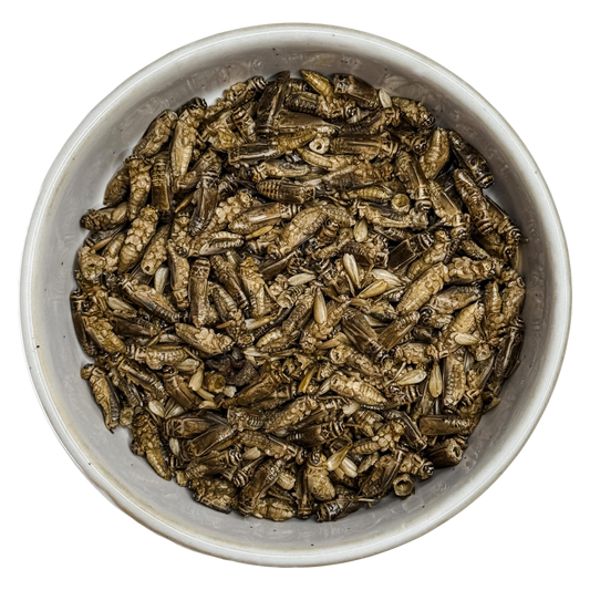 🎃 Freeze Dried Crickets 🦗