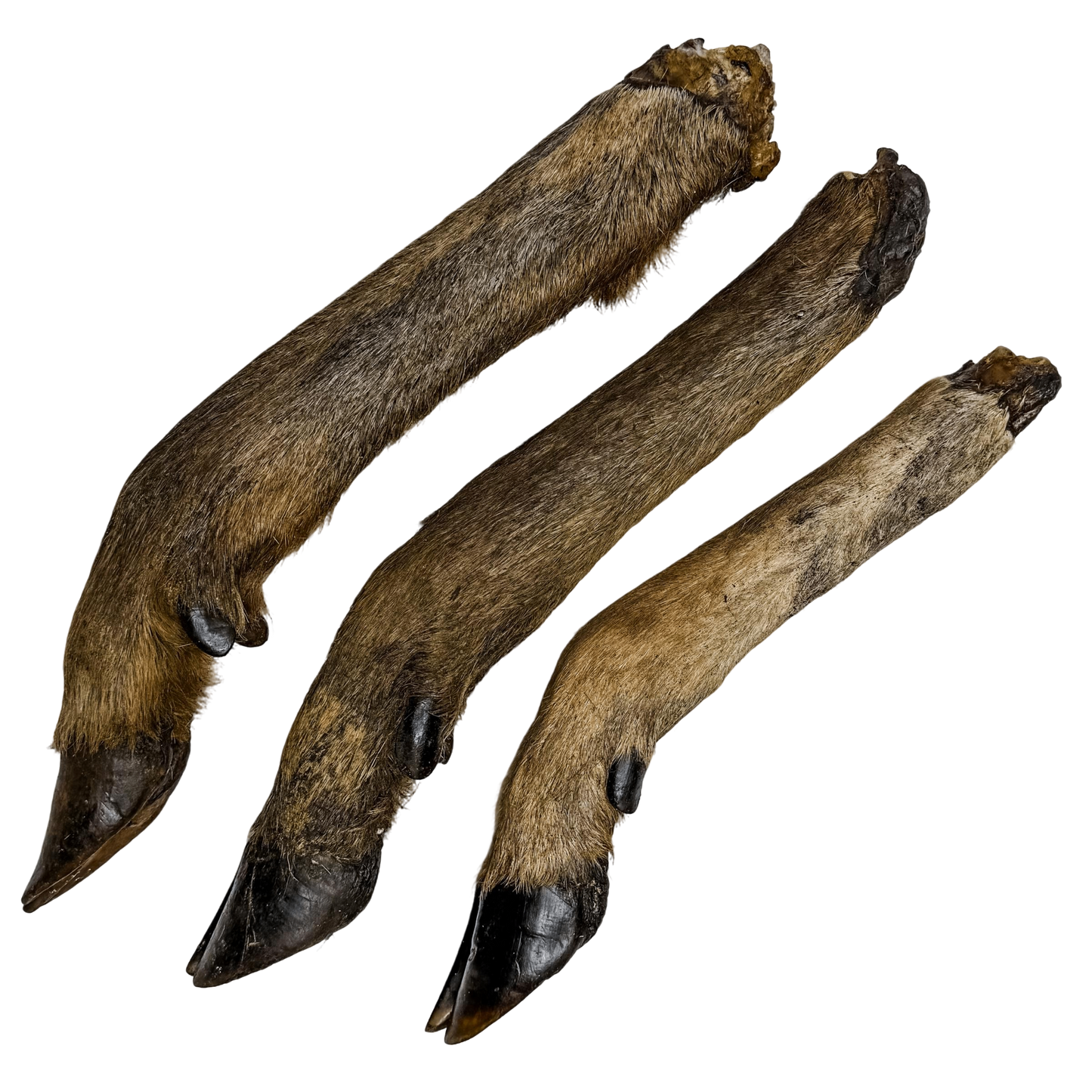 🦌 Wild Deer Legs 🇦🇺