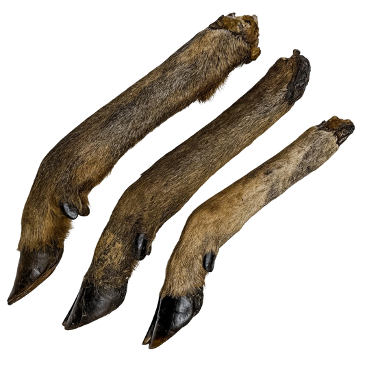🦌 Wild Deer Legs 🇦🇺