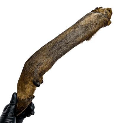 🦌 Wild Deer Legs 🇦🇺