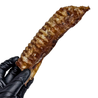 🐄 Whole Beef Trachea Tubes 🇦🇺