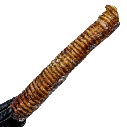🐄 Whole Beef Trachea Tubes 🇦🇺