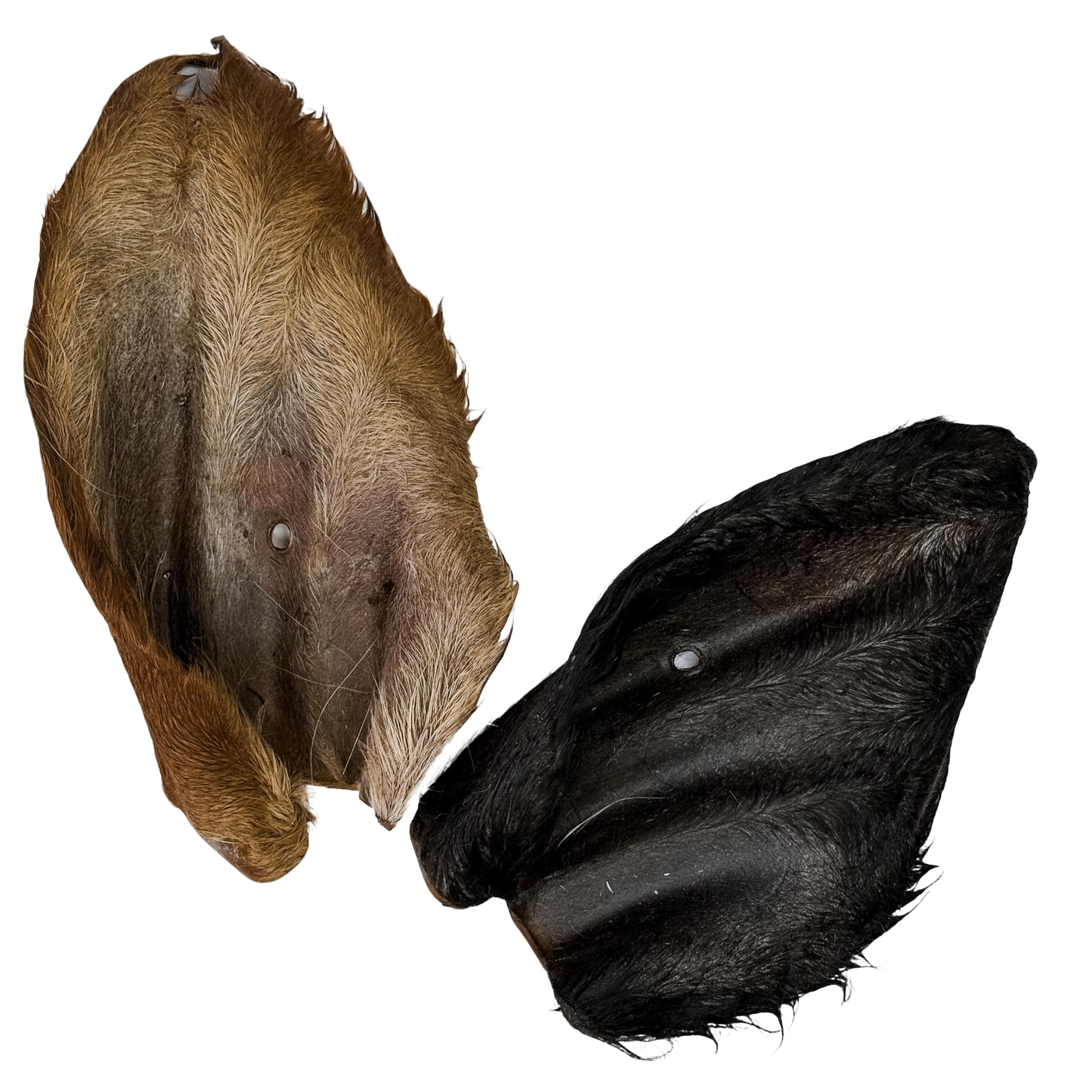 🐄 Furry Cow Ears 🇦🇺