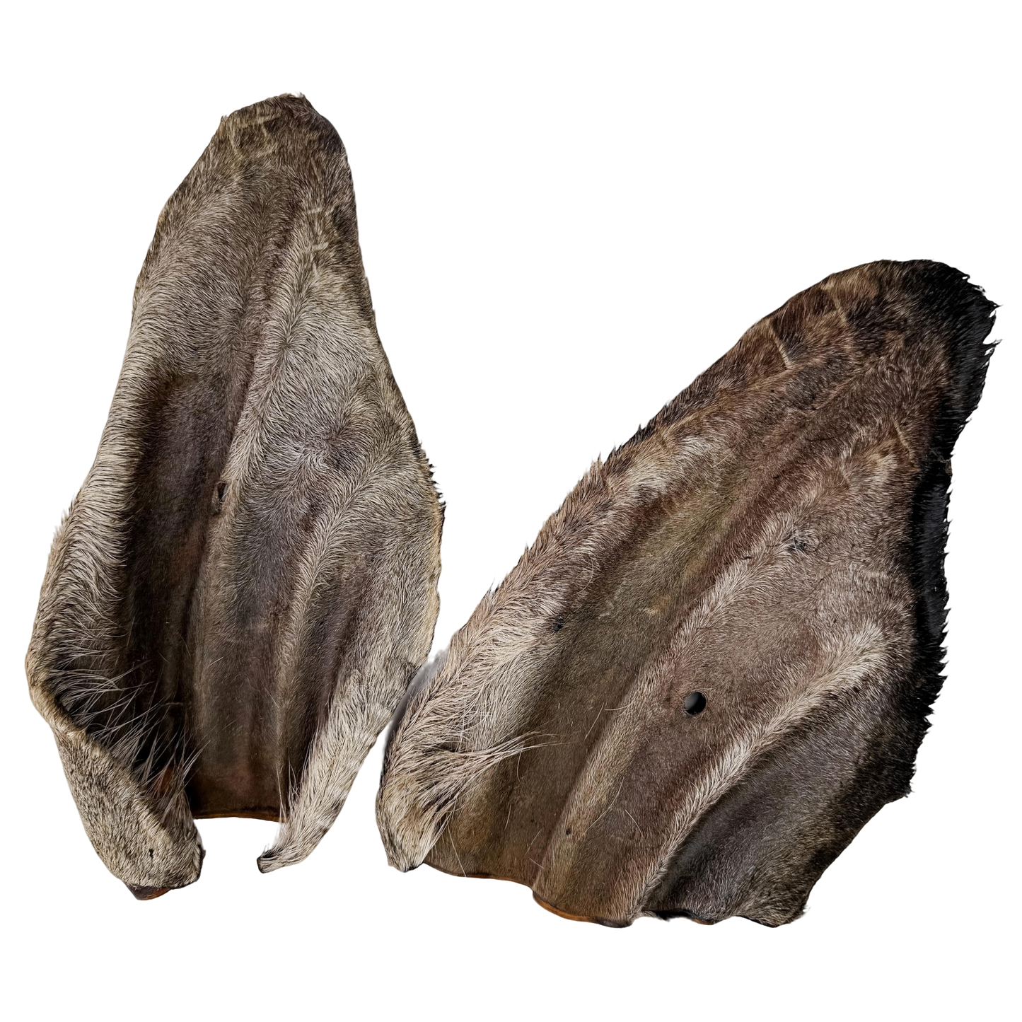 🐄 Furry Cow Ears 🇦🇺