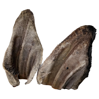 🐄 Furry Cow Ears 🇦🇺