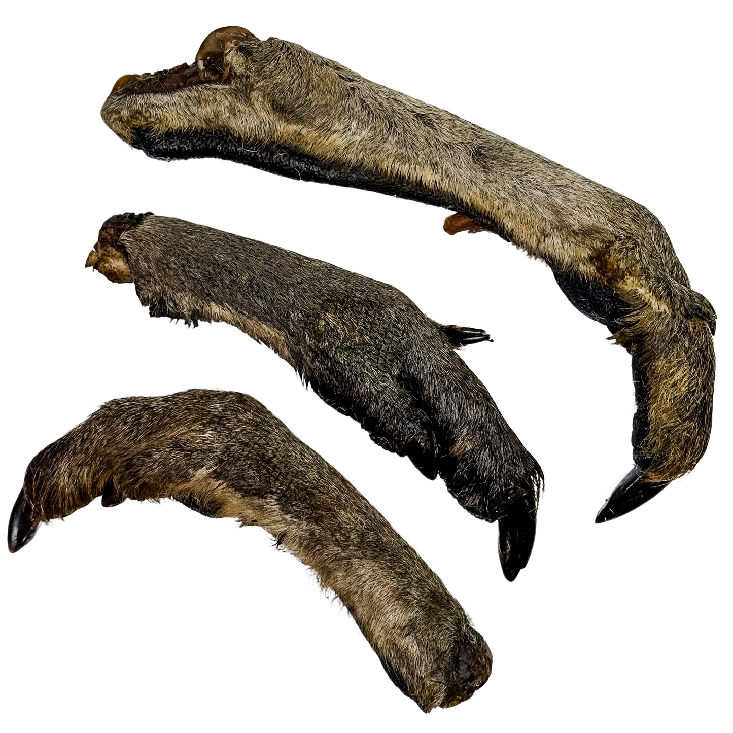 🦘 Roo Legs 🇦🇺