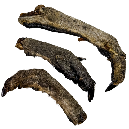 🦘 Roo Legs 🇦🇺