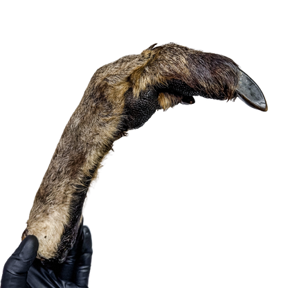 🦘 Roo Legs 🇦🇺