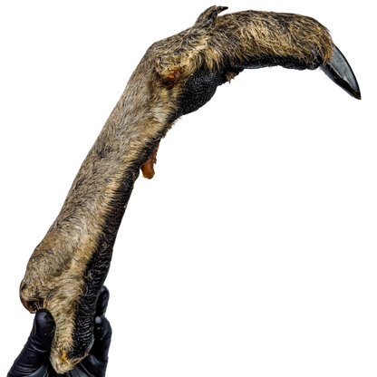 🦘 Roo Legs 🇦🇺