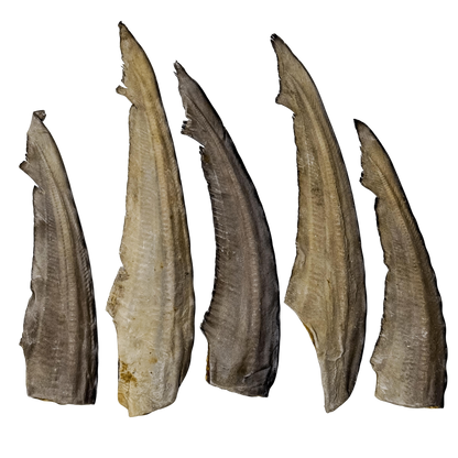 🦈 Shark Tail 🇦🇺