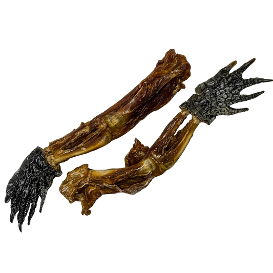 🐊 Crocodile Foot with Leg 🇦🇺