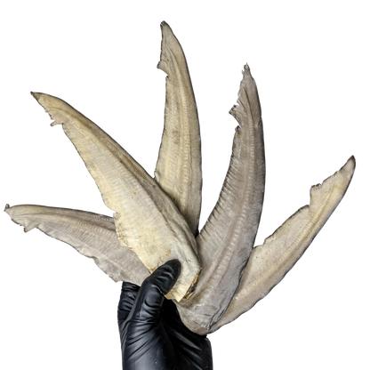 🦈 Shark Tail 🇦🇺