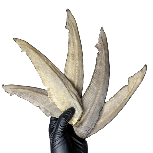🦈 Shark Tail 🇦🇺