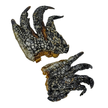 🐊 Crocodile Foot 🇦🇺