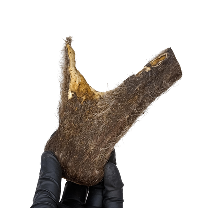 🦌 Deer Velvety Antler 🇦🇺