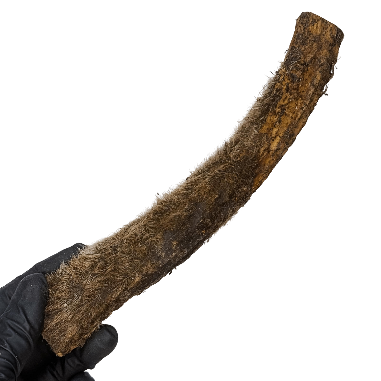 🦌 Deer Velvety Antler 🇦🇺