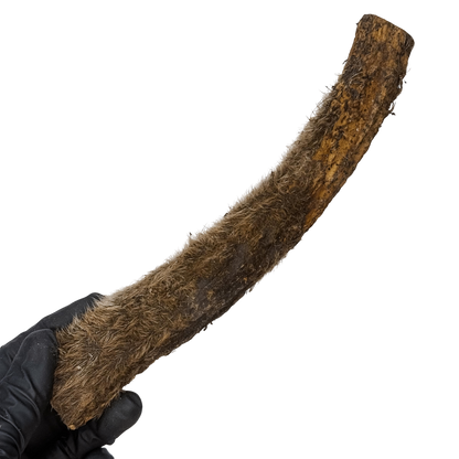 🦌 Deer Velvety Antler 🇦🇺