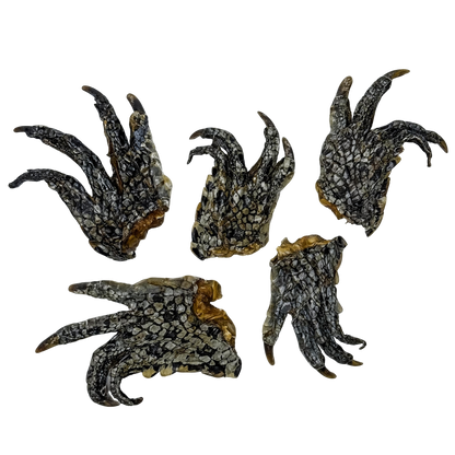 🐊 Crocodile Foot 🇦🇺