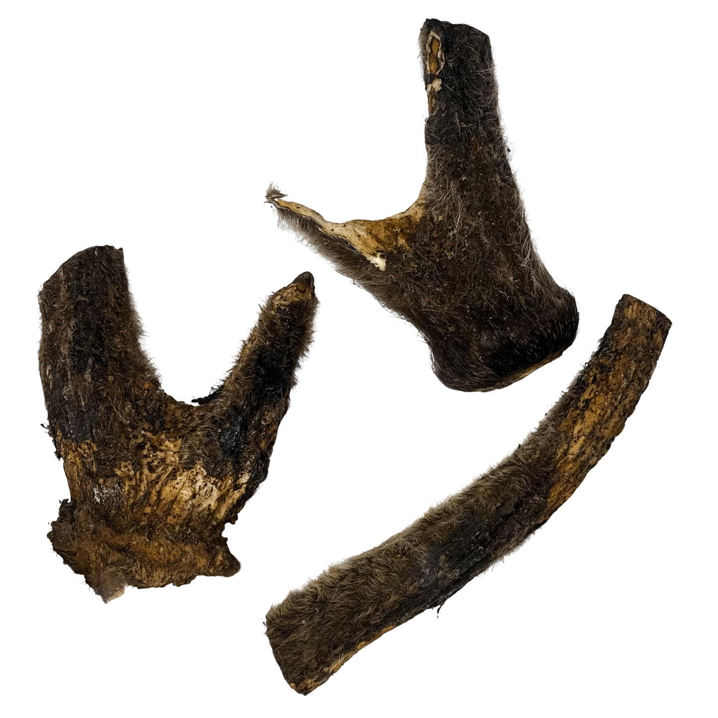 🦌 Deer Velvety Antler 🇦🇺